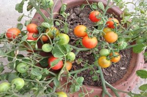 زراعة الطماطم والخضروات على الأسطح بالمنازل