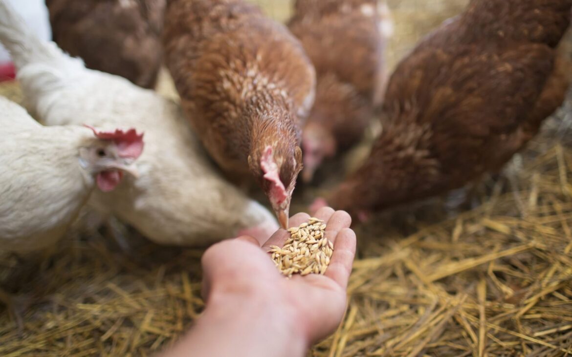 منتجي الدواجن