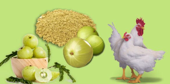 اقوى منشط نمو للدواجن