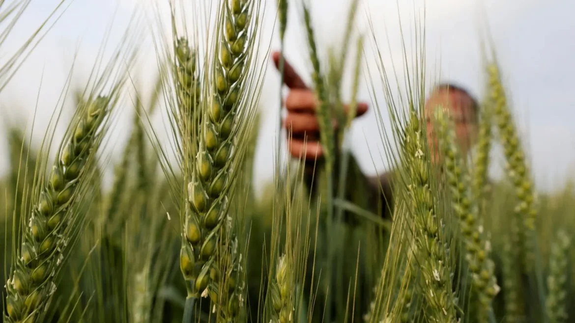 اتفاقية الحبوب الدولية