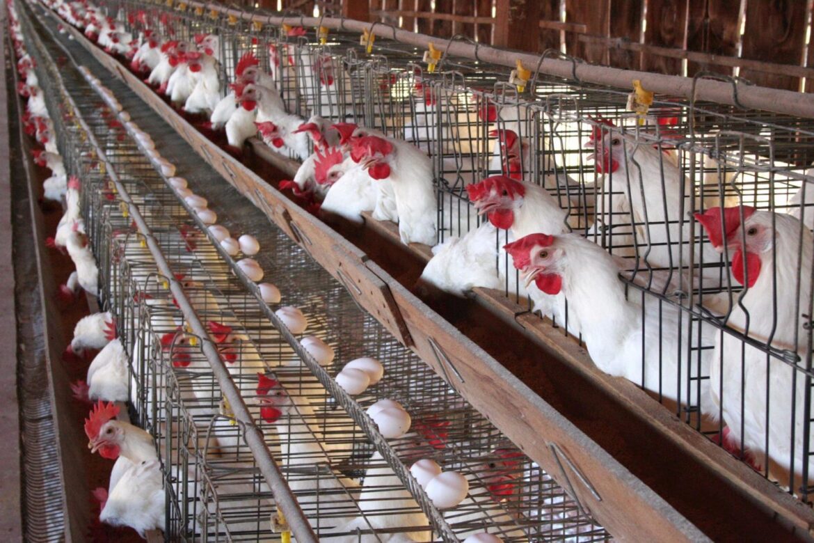 ذبذبة أسعار الدواجن