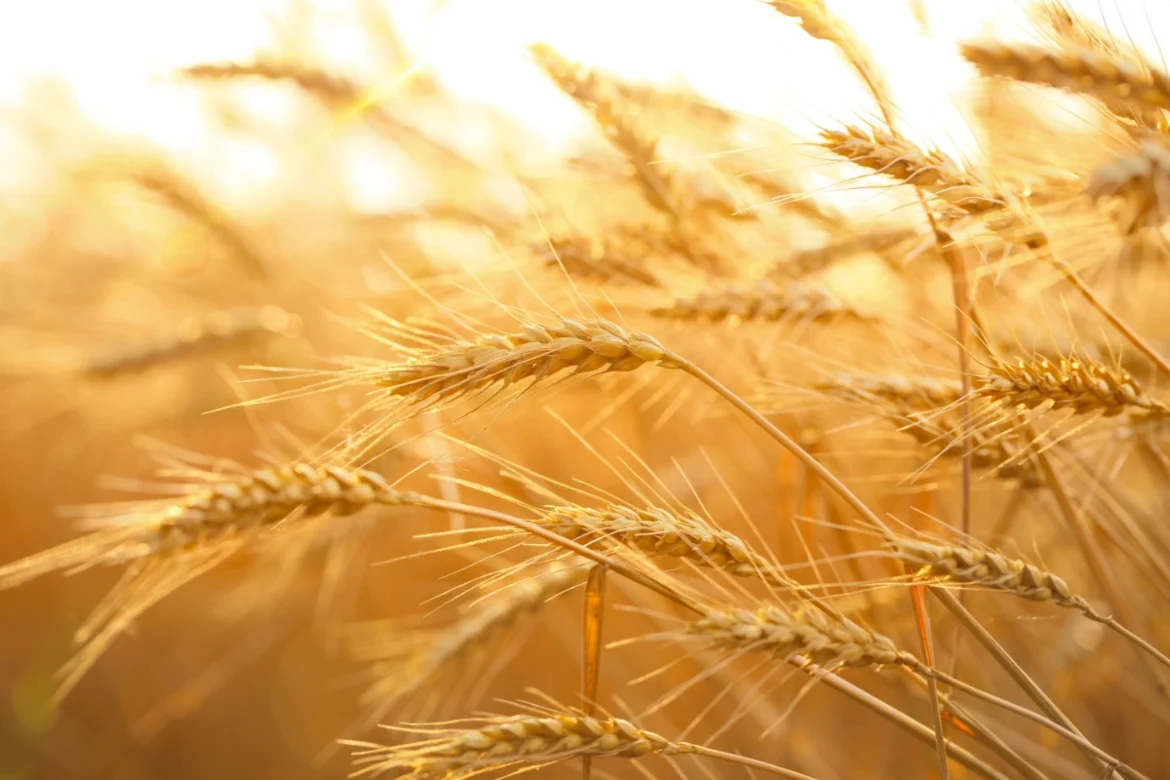 مساحات زراعة القمح