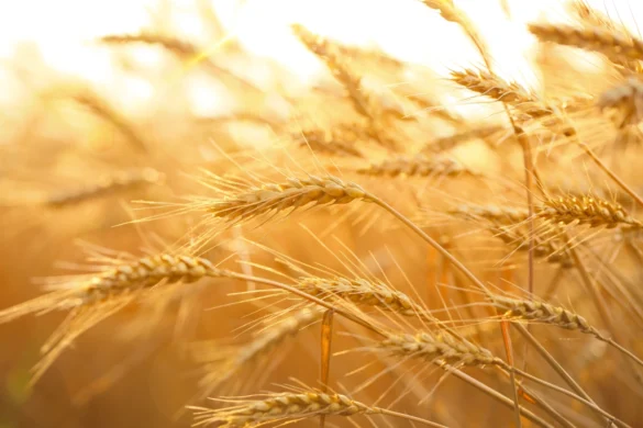 مساحات زراعة القمح