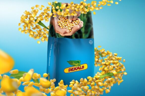 ديكالب باير كروب ساينس