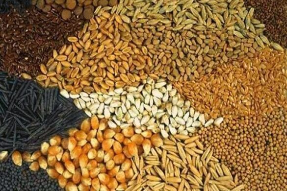 شركات بيع البذور في السعودية