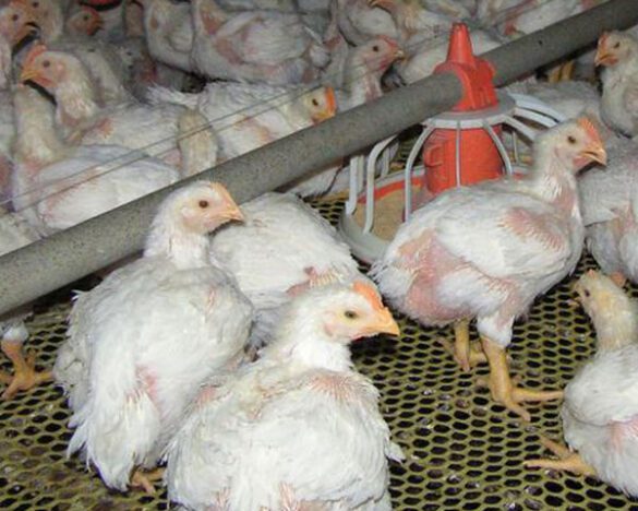 فوائد الريفو للفراخ البيضاء