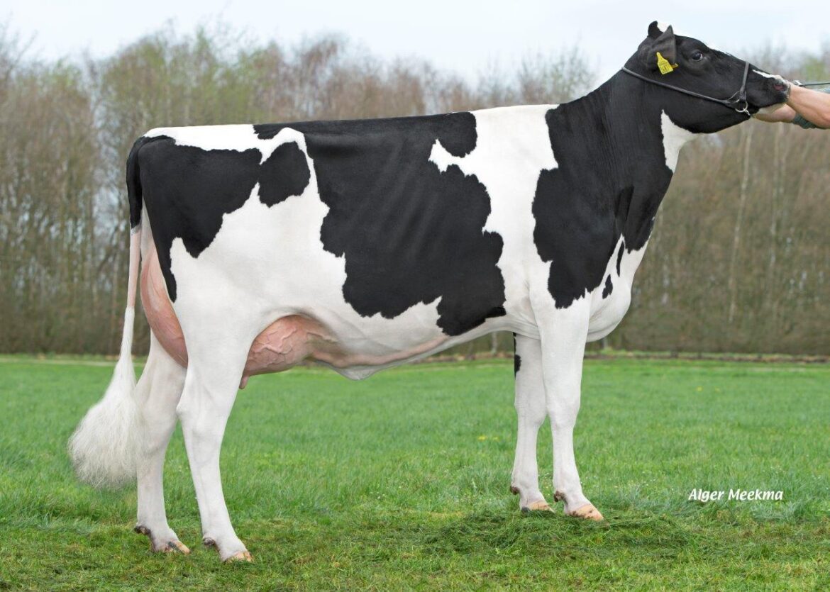 عيوب البقر الهولشتاين