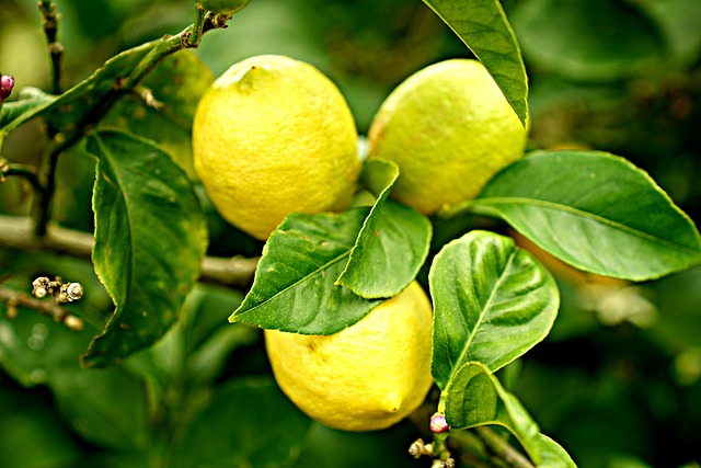 أمراض شجرة الليمون