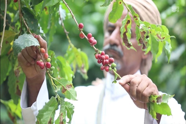 مزارع جازان الأشهر في زراعة البن في السعودية