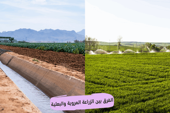 الفرق بين الزراعة المروية والبعلية