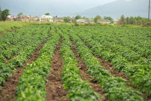 أهم دول عربية زراعية بعد مصر